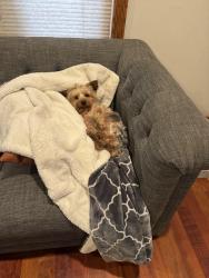 Reunited Male Dog last seen Octavia ave and harlem, Chicago, IL 60707