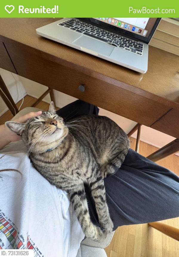 Reunited Male Cat last seen Silverlake reservoir, Los Angeles, CA 90039