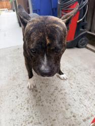 Reunited Unknown Dog last seen Prewett Ranch and Cedar point Way, Antioch, CA 94531