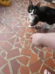 Found/Stray Female Cat last seen First Pentecostal Holiness Church, Danville, VA 24540