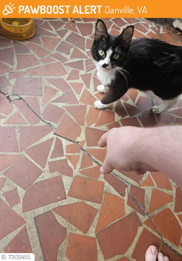 Found/Stray Female Cat last seen First Pentecostal Holiness Church, Danville, VA 24540