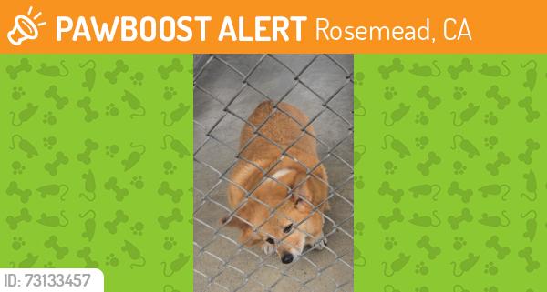 Found/Stray Unknown Dog last seen Temple City Blvd, Rosemead, CA 91770