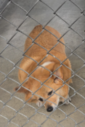 Found/Stray Unknown Dog last seen Temple City Blvd, Rosemead, CA 91770