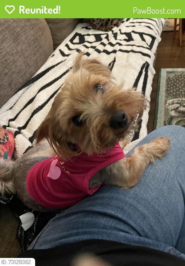Reunited Female Dog last seen Park Heights, Reisterstown Rd, Northern Parkway, Baltimore, MD 21215