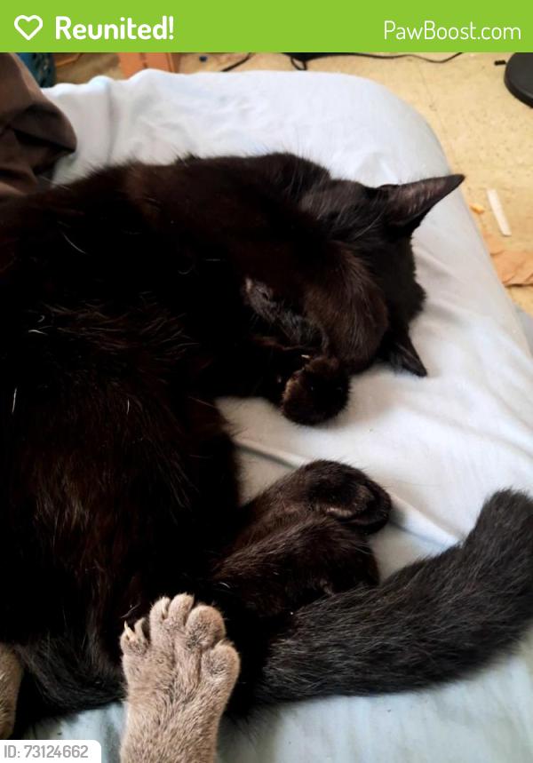 Reunited Female Cat last seen 28th and w, Omaha, NE 68107