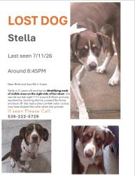 Reunited Female Dog last seen Rte 66, Yukon, OK 73099