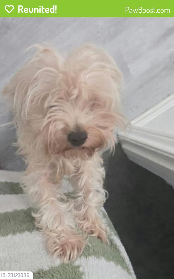 Reunited Female Dog last seen Near Templegate Dr, Houston, TX 77066, USA, Houston, TX 77066