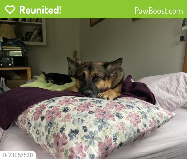 Reunited Female Dog last seen Chickasaw & Perkins, Memphis, TN 38117