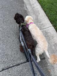 Reunited Male Dog last seen Near Old Wick Rd, San Antonio, TX 78230, San Antonio, TX 78230