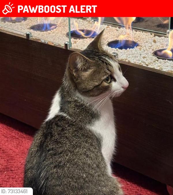 Lost Male Cat last seen rua porecatu - quimitec, Emiliano Perneta, PR 83325-150