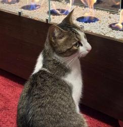 Lost Male Cat last seen rua porecatu - quimitec, Emiliano Perneta, PR 83325-150