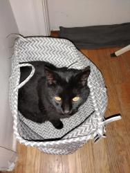 Lost Male Cat last seen Esmeralda & Magpie, New Washoe City, NV 89704