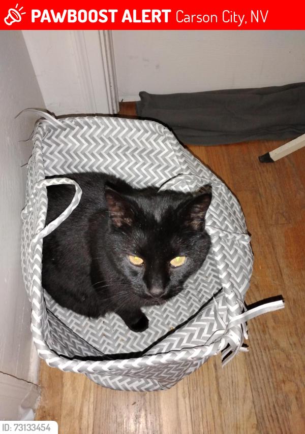 Lost Male Cat last seen Esmeralda & Magpie, New Washoe City, NV 89704