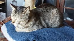 Lost Male Cat last seen Bdwy and Sterns Pkwy, Littleton, CO 80120
