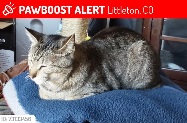 Lost Male Cat last seen Bdwy and Sterns Pkwy, Littleton, CO 80120