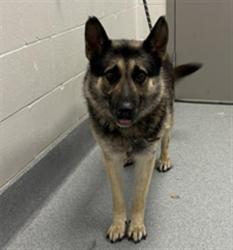 Shelter Stray Male Dog last seen Near, 2600 S Harding St, Indianapolis, IN 46221, USA