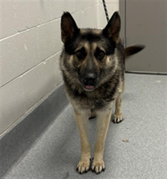Shelter Stray Male Dog last seen Near, 2600 S Harding St, Indianapolis, IN 46221, USA