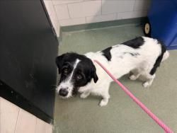 Shelter Stray Male Dog last seen Near BLOCK CALLE DE ORIENTE NORTE SANTA FE NEW MEXICO 87507, 100 Caja Del Rio Rd, Santa Fe, NM 87507, USA