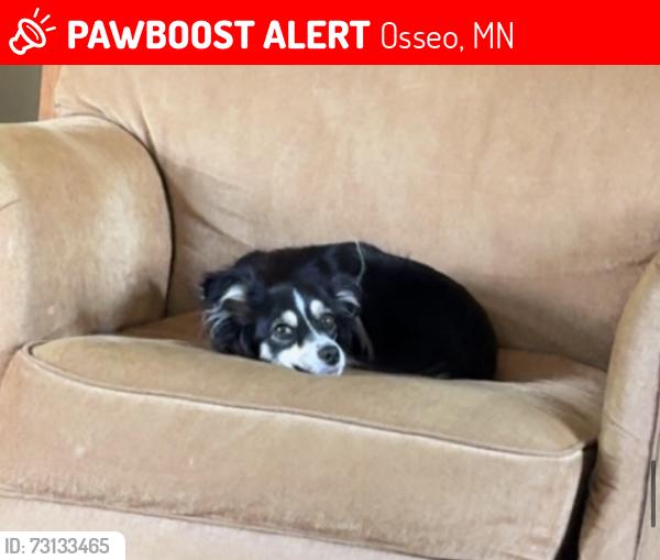 Lost Female Dog last seen HWY 81 & Dayton Pkwy, Osseo, MN 55369