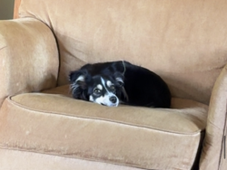 Lost Female Dog last seen HWY 81 & Dayton Pkwy, Osseo, MN 55369