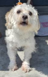 Shelter Stray Male Dog last seen Near BLOCK CORNERSTONE BLVD, DETROIT, MI 48201, 7401 Chrysler Dr, Detroit, MI 48211, USA
