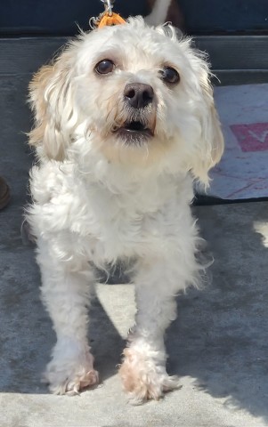 Shelter Stray Male Dog last seen Near BLOCK CORNERSTONE BLVD, DETROIT, MI 48201, 7401 Chrysler Dr, Detroit, MI 48211, USA