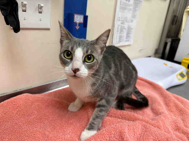 Shelter Stray Female Cat last seen FOUND NEAR KATIE LENDRE DR X SARA ANN DR, 2481 Palomar Airport Rd, Carlsbad, CA 92011, USA