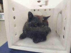 Shelter Stray Unknown Cat last seen , 2481 Palomar Airport Rd, Carlsbad, CA 92011, USA