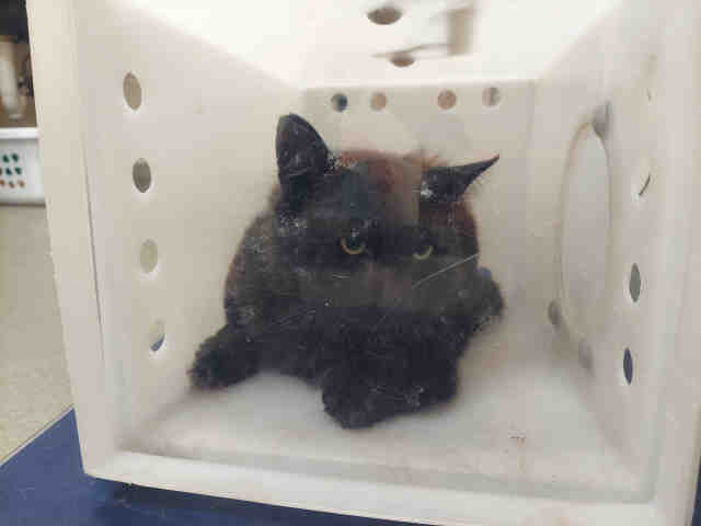 Shelter Stray Unknown Cat last seen , 2481 Palomar Airport Rd, Carlsbad, CA 92011, USA