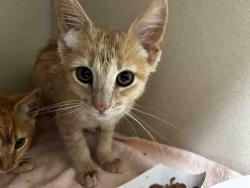 Shelter Stray Male Cat last seen , 2481 Palomar Airport Rd, Carlsbad, CA 92011, USA