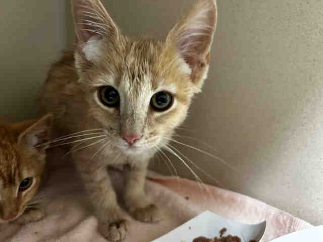 Shelter Stray Male Cat last seen , 2481 Palomar Airport Rd, Carlsbad, CA 92011, USA