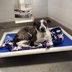 Shelter Stray Female Dog last seen PROSPER MADISON OAKS, 4950 SW Triana Blvd, Huntsville, AL 35805, USA