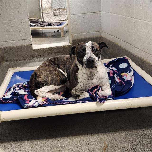 Shelter Stray Female Dog last seen PROSPER MADISON OAKS, 4950 SW Triana Blvd, Huntsville, AL 35805, USA