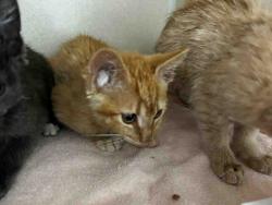 Shelter Stray Male Cat last seen , 2481 Palomar Airport Rd, Carlsbad, CA 92011, USA