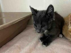Shelter Stray Male Cat last seen , 2481 Palomar Airport Rd, Carlsbad, CA 92011, USA