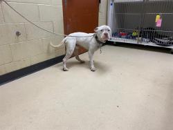 Shelter Stray Male Dog last seen Near BLOCK N VEL R PHILLIPS ST, 3839 W Burnham St, West Milwaukee, WI 53215, USA