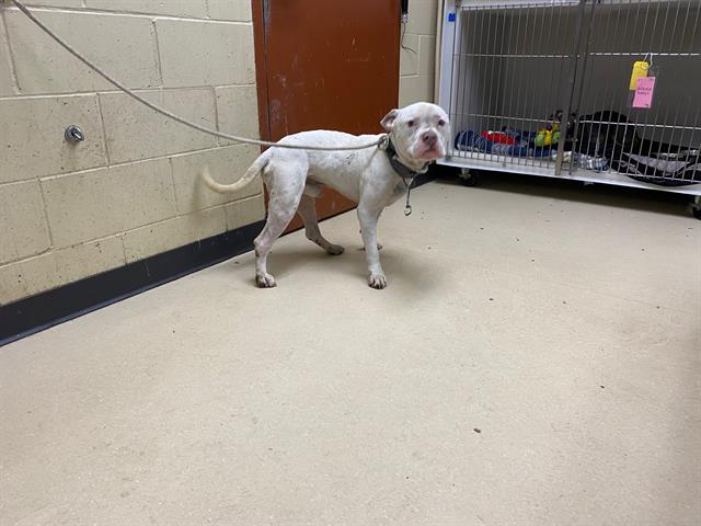 Shelter Stray Male Dog last seen Near BLOCK N VEL R PHILLIPS ST, 3839 W Burnham St, West Milwaukee, WI 53215, USA