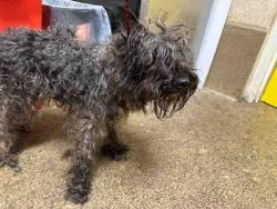 Shelter Stray Female Dog last seen FURY LANE IN EL CAJON, 5821 Sweetwater Rd, Bonita, CA 91902, USA