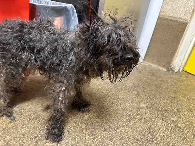 Shelter Stray Female Dog last seen FURY LANE IN EL CAJON, 5821 Sweetwater Rd, Bonita, CA 91902, USA