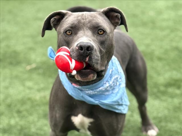 Shelter Stray Male Dog last seen , 957 N Gaffey St, San Pedro, CA 90731, USA