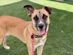 Shelter Stray Female Dog last seen , 957 N Gaffey St, San Pedro, CA 90731, USA