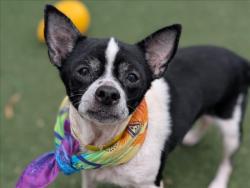 Shelter Stray Female Dog last seen , 957 N Gaffey St, San Pedro, CA 90731, USA