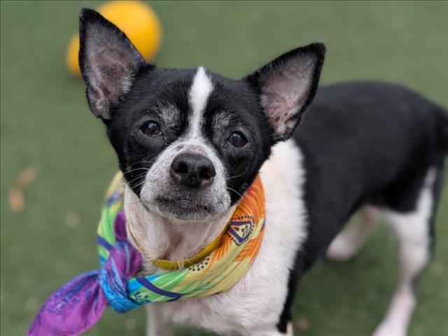 Shelter Stray Female Dog last seen , 957 N Gaffey St, San Pedro, CA 90731, USA