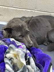 Shelter Stray Female Dog last seen MCKINNEY RD, 1601 Airport Rd, Shelby, NC 28150, USA