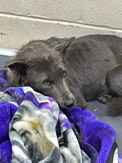 Shelter Stray Female Dog last seen MCKINNEY RD, 1601 Airport Rd, Shelby, NC 28150, USA
