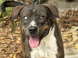 Shelter Stray Male Dog last seen , 957 N Gaffey St, San Pedro, CA 90731, USA
