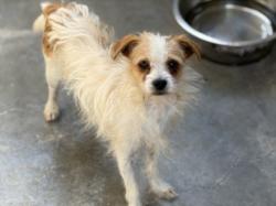 Shelter Stray Male Dog last seen , 957 N Gaffey St, San Pedro, CA 90731, USA