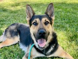 Shelter Stray Male Dog last seen , 957 N Gaffey St, San Pedro, CA 90731, USA