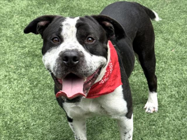 Shelter Stray Male Dog last seen , 957 N Gaffey St, San Pedro, CA 90731, USA