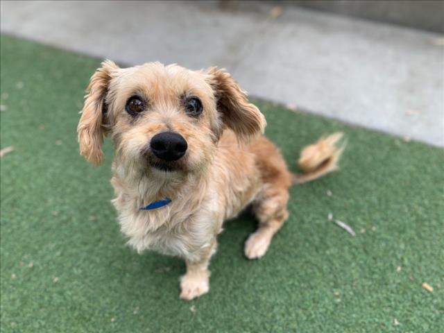 Shelter Stray Male Dog last seen , 957 N Gaffey St, San Pedro, CA 90731, USA